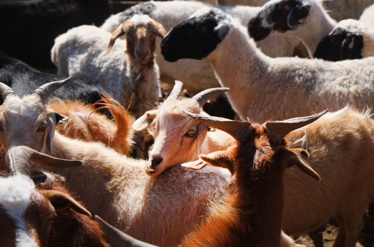Golden Cashmere Explained.